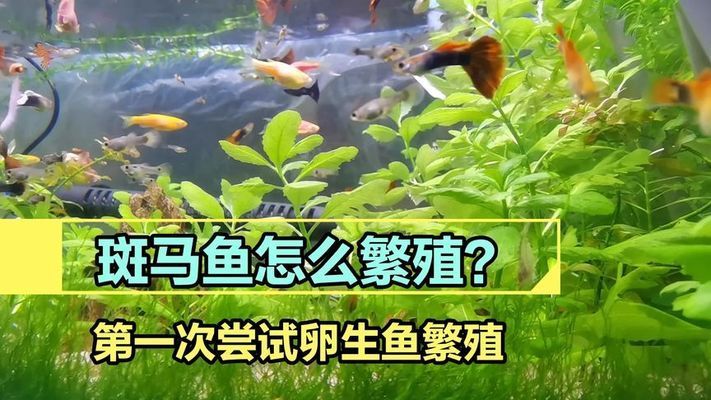 黃金斑馬魚繁殖技巧分享：斑馬魚繁殖后親魚護(hù)理，提高斑馬魚繁殖成功率方法 其他寵物 第2張