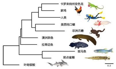 肺魚(yú)基因組研究的未來(lái)趨勢(shì)：肺魚(yú)基因組研究 其他寵物 第4張