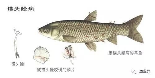 黑影道人魚營養(yǎng)需求研究：黑影道人魚的營養(yǎng)成分 其他寵物 第3張