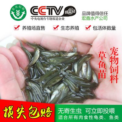 一眉道人魚(yú)飼料選擇指南：一眉道人魚(yú)飼料品牌推薦 其他寵物 第3張