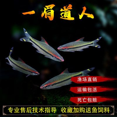 一眉道人魚(yú)飼料選擇指南：一眉道人魚(yú)飼料品牌推薦 其他寵物 第5張