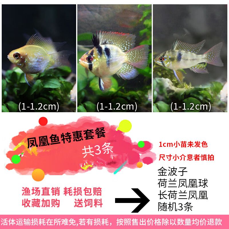 荷蘭鳳凰魚幼魚喂養(yǎng)技巧：荷蘭鳳凰魚幼魚喂養(yǎng)技巧摘要：荷蘭鳳凰魚幼魚喂養(yǎng)技巧 其他寵物 第4張