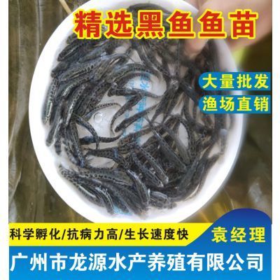 黑魚苗養(yǎng)殖技術(shù)要點：黑魚苗養(yǎng)殖的主要技術(shù)要點 其他寵物 第4張