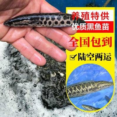 黑魚苗養(yǎng)殖技術(shù)要點：黑魚苗養(yǎng)殖的主要技術(shù)要點 其他寵物 第3張