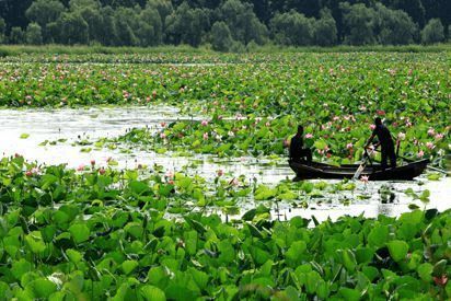 荷花塘釣魚避開干擾策略：荷花塘釣魚技巧 其他寵物 第2張