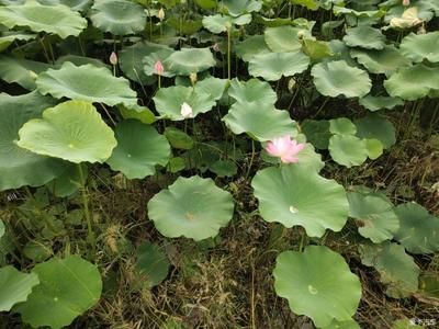 荷花塘釣魚避開干擾策略：荷花塘釣魚技巧 其他寵物 第5張