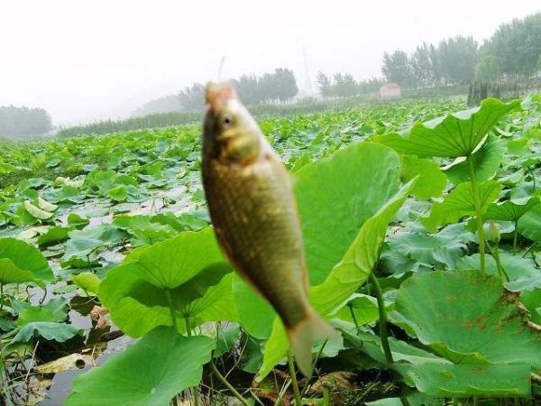 荷花塘釣魚避開干擾策略：荷花塘釣魚技巧 其他寵物 第4張