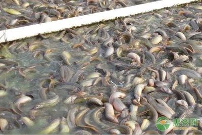 魚類養(yǎng)殖水溫控制技巧：魚類養(yǎng)殖中水溫控制技巧