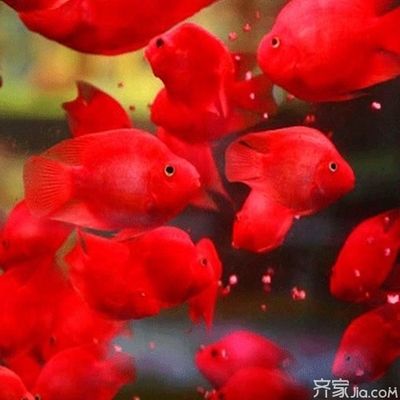 元寶鯽魚水質(zhì)管理技巧：元寶鯽魚的水質(zhì)管理 其他寵物 第5張