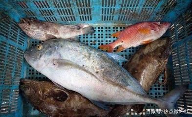 銀魚苗出口到哪些國家：中國銀魚苗出口到歐洲的國家有哪些 其他寵物 第2張