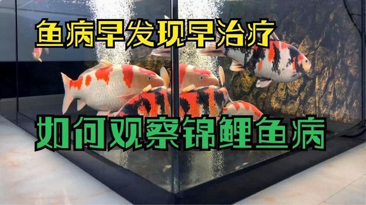 如何判斷錦鯉的健康狀況？：如何判斷錦鯉健康狀況 其他寵物 第2張