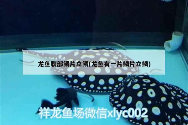 伊巴卡魚(yú)溫差適應(yīng)能力：伊巴卡魚(yú)應(yīng)激反應(yīng)的處理方法伊巴卡魚(yú)換水操作指南 其他寵物 第1張