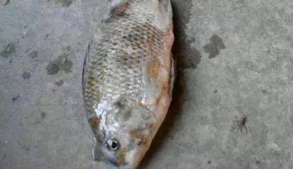 三間鼠魚冬季養(yǎng)護(hù)技巧：三間鼠魚冬季養(yǎng)護(hù)技巧，以其美麗的外形和群居習(xí)性和群居習(xí)性 其他寵物 第3張