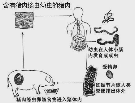 絳蟲病的傳播途徑有哪些？：絳蟲病的傳播途徑