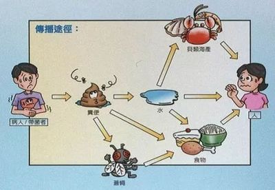 絳蟲(chóng)病的傳播途徑有哪些？：絳蟲(chóng)病的傳播途徑 其他寵物 第5張