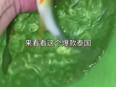 檸檬鯽魚(yú)飼料營(yíng)養(yǎng)搭配：如何自制高效鯽魚(yú)飼料配方 其他寵物