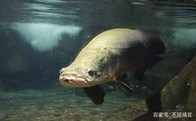 巨骨舌魚幼魚飼料選擇：巨骨舌魚幼魚的飼料選擇對(duì)于其健康成長至關(guān)重要 其他寵物 第1張