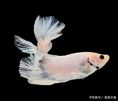 幼魚生長的最佳水溫范圍：常見魚類幼魚生長的最佳水溫范圍是15°c-[需手動(dòng)填充] 其他寵物 第6張