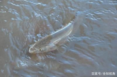 幼魚生長的最佳水溫范圍：常見魚類幼魚生長的最佳水溫范圍是15°c-[需手動(dòng)填充] 其他寵物 第4張