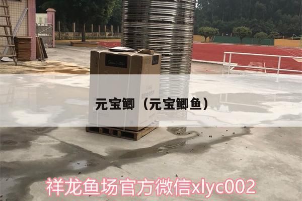 元寶鯽飼料保存方法：元寶鯽幼魚飼料保存注意事項(xiàng)元寶鯽幼魚飼料防潮技巧