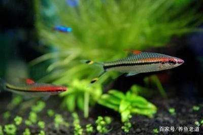 提高伊巴卡魚免疫力方法：關(guān)于提高伊巴卡魚免疫力的通用方法沒(méi)有完全相關(guān)的直接答案 其他寵物 第4張