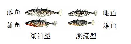 幼魚(yú)形態(tài)變化的進(jìn)化優(yōu)勢(shì)：從幼魚(yú)到成年階段形態(tài)變化的進(jìn)化優(yōu)勢(shì) 其他寵物 第2張