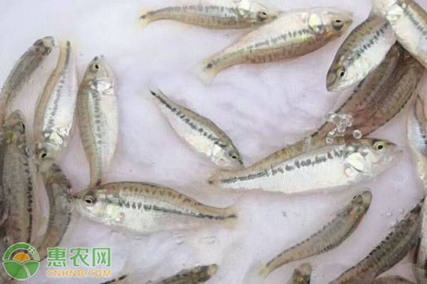 魚苗養(yǎng)殖節(jié)水技術：高效的魚苗養(yǎng)殖節(jié)水技術