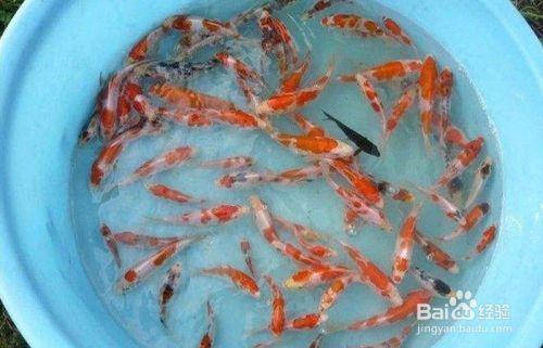 錦鯉魚苗挑選時的注意事項(xiàng)：如何挑選錦鯉魚苗 其他寵物 第1張