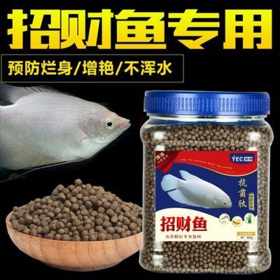 如何自制招財魚幼魚飼料：招財魚幼魚飼料營養(yǎng)搭配技巧 其他寵物 第5張