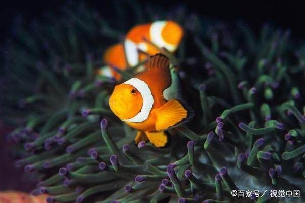 熱帶魚繁殖水溫最佳范圍：熱帶觀賞魚的繁殖水溫最佳范圍 其他寵物 第2張