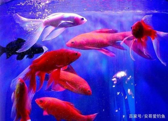 夏季降水對魚繁殖的影響：夏季降水對魚類繁殖具有顯著影響