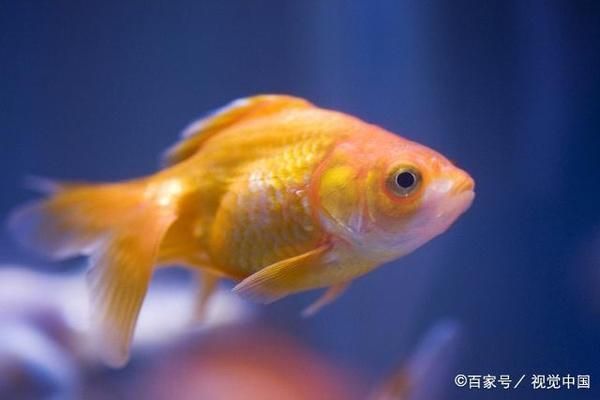 三間魚幼魚飼料選擇指南：三間魚幼魚飼料保存方法 其他寵物 第1張