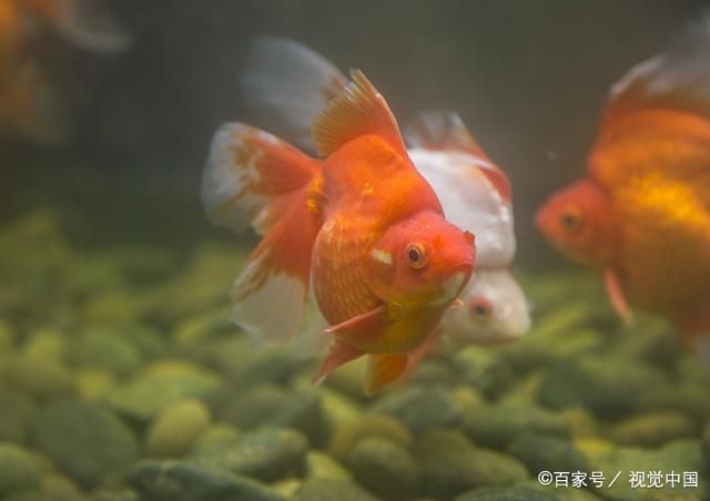 三間魚幼魚飼料選擇指南：三間魚幼魚飼料保存方法 其他寵物 第4張