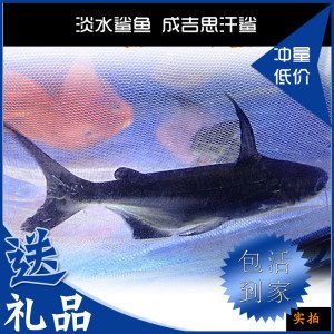 成吉思汗鯊魚飼料價格對比：成吉思汗鯊魚飼料價格 其他寵物 第4張