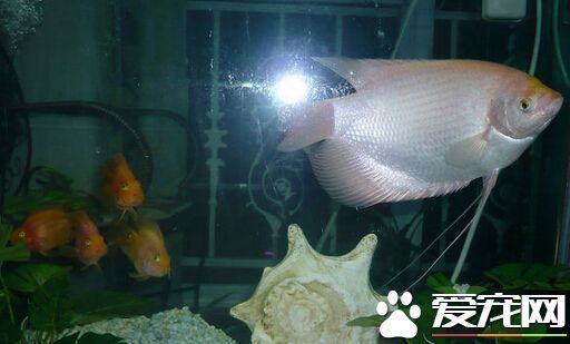 招財魚適宜的水溫范圍：招財魚冬季保溫措施，招財魚高溫應對策略