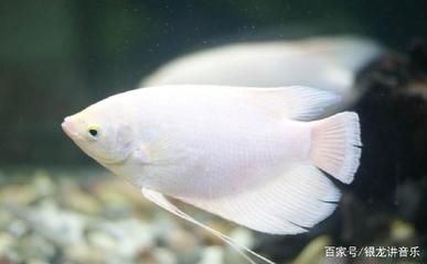 招財(cái)魚適宜的水溫范圍：招財(cái)魚冬季保溫措施，招財(cái)魚高溫應(yīng)對(duì)策略 其他寵物 第6張