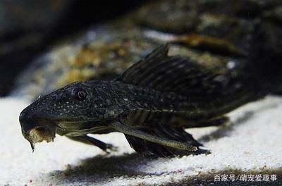 清道夫魚飼養(yǎng)水質(zhì)要求：清道夫魚對(duì)氯氣敏感嗎,清道夫魚飼養(yǎng)密度過(guò)高后果 其他寵物 第1張