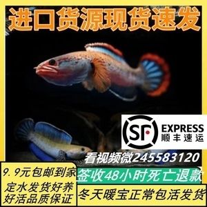 藍帆三間魚飼料品牌對比：三間魚飼料品牌對比 其他寵物 第4張