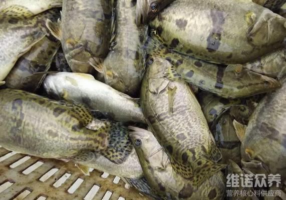 黃鰭鯧魚飼料自制方法：黃鰭鯧魚飼料保存技巧 其他寵物 第1張