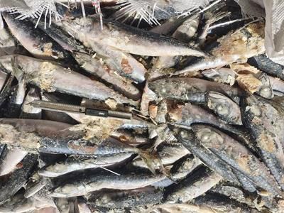 玉鯖魚飼料品牌推薦：玉鯖魚專用飼料配方 其他寵物 第4張