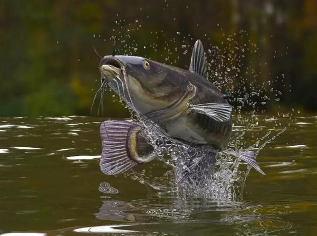 象鼻魚(yú)發(fā)電器官的進(jìn)化歷程：探討象鼻魚(yú)發(fā)電器官的進(jìn)化歷程 其他寵物 第5張