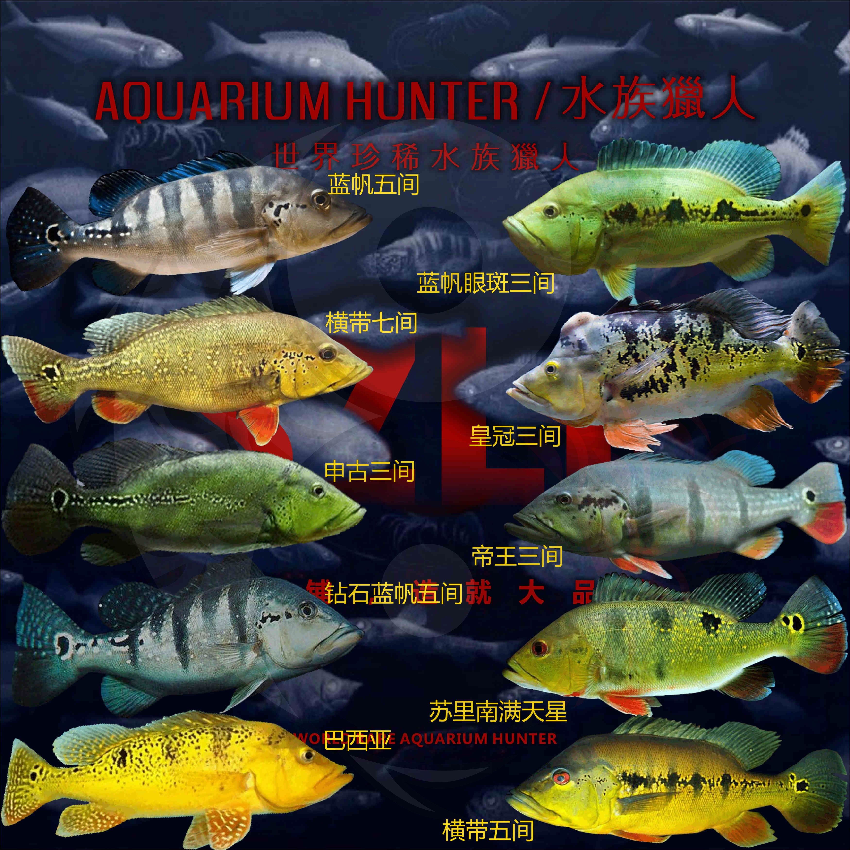 申古三間魚的市場價格：申古三間魚規(guī)格與價格對照表 其他寵物 第5張