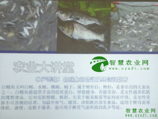 泰龐海鰱魚飼料營養(yǎng)成分：泰龐海鰱魚飼料品牌推薦 其他寵物 第5張