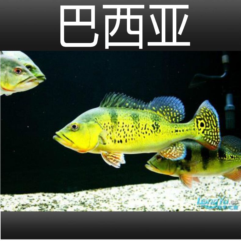 申古三間魚健康體重標準：申古三間魚健康體重標準對于維持其最佳生活狀態(tài)和繁殖能力至關重要 其他寵物 第6張