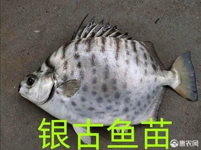 銀古魚苗飼料營養(yǎng)成分對(duì)比：銀魚苗在不同生長階段的營養(yǎng)成分需求和飼料選擇 其他寵物 第2張