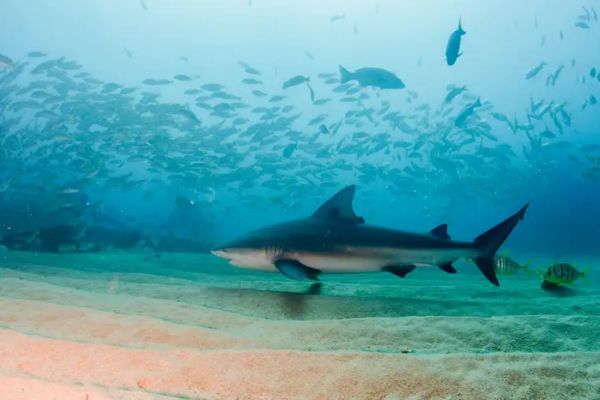 全球鯊魚攻擊高發(fā)區(qū)排名：全球鯊魚攻擊事件高發(fā)區(qū)排名 其他寵物 第1張