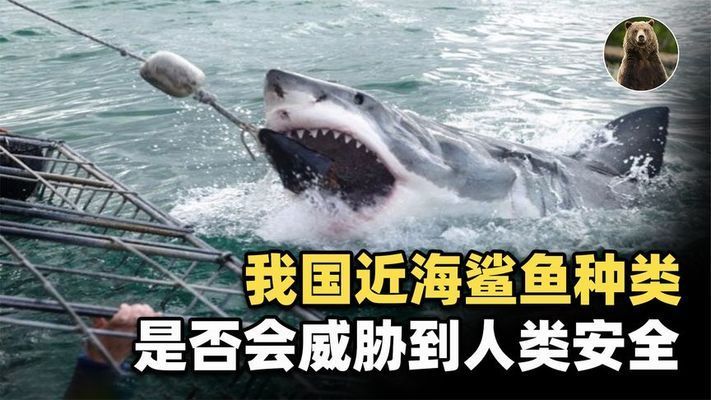 全球鯊魚攻擊高發(fā)區(qū)排名：全球鯊魚攻擊事件高發(fā)區(qū)排名 其他寵物 第5張