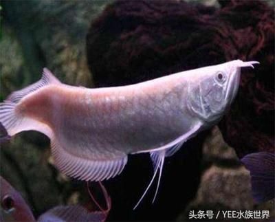 意牌魚(yú)飼料適用魚(yú)類(lèi)：意牌的魚(yú)飼料適用于多種觀賞魚(yú) 其他寵物 第5張