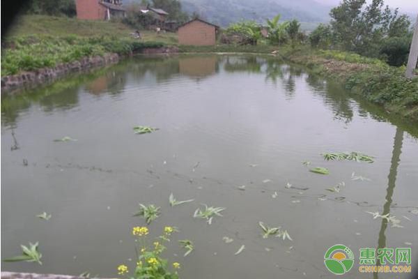 巨暴魚苗水質(zhì)管理要點：巨暴魚苗水質(zhì)管理 其他寵物 第4張