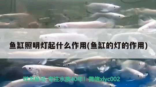 紅頭利魚繁殖期如何選擇伴侶？：紅頭利魚繁殖期飲食管理